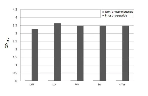 Specificity test was performed by coating the plate with recombinant LYN non-phospho peptide, LYN (phospho Tyr397) peptide, Lck non-phospho peptide, Lck (phospho Tyr394) peptide, FYN non-phospho peptide, FYN (phospho Tyr420) peptide, Src non-phospho peptide, Src (phospho 419) peptide, c-Yes non-phospho peptide and c-Yes (phospho Tyr226) peptide (62.5 ng/mL). Coated protein was probed with LYN (phospho Tyr397) antibody [HL122] (GTX635694) (1 μg/mL). Goat anti-rabbit IgG antibody (HRP) (GTX213110-01) (1:10000) was used to detect the bound primary antibody.