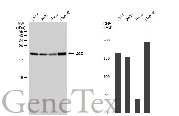 Various whole cell extracts (30 μg) were separated by 15% SDS-PAGE, and the membrane was blotted with Bax antibody [HL236] (GTX635715) diluted at 1:1000. The HRP-conjugated anti-rabbit IgG antibody (GTX213110-01) was used to detect the primary antibody. Corresponding RNA expression data for the same cell lines are based on Human Protein Atlas program.