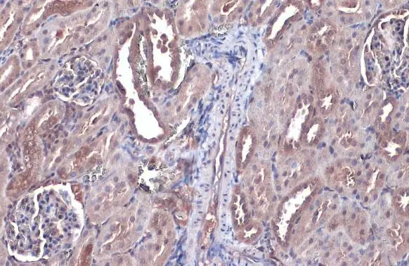 Bax antibody [HL236] detects Bax protein at cytoplasm by immunohistochemical analysis. Sample: Paraffin-embedded mouse kidney. Bax stained by Bax antibody [HL236] (GTX635715) diluted at 1:50. Antigen Retrieval: Citrate buffer, pH 6.0, 15 min
