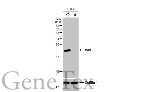 Wild-type (WT) and NME4 knockout (KO) HeLa cell extracts (30 μg) were separated by 15% SDS-PAGE, and the membrane was blotted with Bax antibody [HL236] (GTX635715) diluted at 1:1000. The HRP-conjugated anti-rabbit IgG antibody (GTX213110-01) was used to detect the primary antibody.