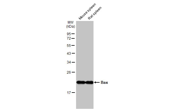 Various tissue extracts (50 μg) were separated by 12% SDS-PAGE, and the membrane was blotted with Bax antibody [HL236] (GTX635715) diluted at 1:1000. The HRP-conjugated anti-rabbit IgG antibody (GTX213110-01) was used to detect the primary antibody.