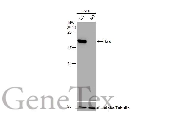 Wild-type (WT) and Bax knockout (KO) Expi293 cell extracts (30 μg) were separated by 15% SDS-PAGE, and the membrane was blotted with Bax antibody [HL236] (GTX635715) diluted at 1:1000. The HRP-conjugated anti-rabbit IgG antibody (GTX213110-01) was used to detect the primary antibody.