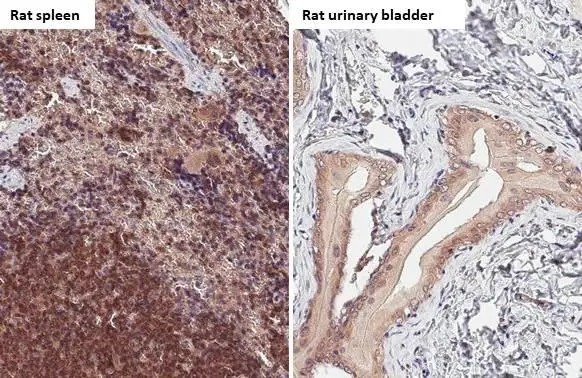 Bax antibody [HL236] detects Bax protein by immunohistochemical analysis. Sample: Paraffin-embedded rat tissues. Bax stained by Bax antibody [HL236] (GTX635715) diluted at 1:100. Antigen Retrieval: Citrate buffer, pH 6.0, 15 min
