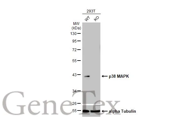 Wild-type (WT) and p38 MAPK knockout (KO) HeLa cell extracts (30 μg) were separated by 10% SDS-PAGE, and the membrane was blotted with p38 MAPK antibody [HL1006] (GTX635797) diluted at 1:500. The HRP-conjugated anti-rabbit IgG antibody (GTX213110-01) was used to detect the primary antibody.