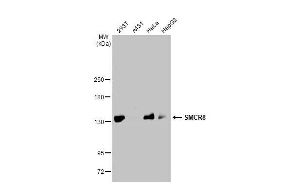 Various whole cell extracts (30 microg) were separated by 5% SDS-PAGE, and the membrane was blotted with SMCR8 antibody [HL1007] (GTX635798) diluted at 1:1000. The HRP-conjugated anti-rabbit IgG antibody (GTX213110-01) was used to detect the primary antibody.