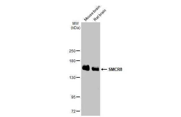 SMCR8 antibody [HL1007]