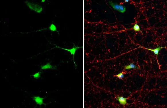 SMCR8 antibody [HL1007]