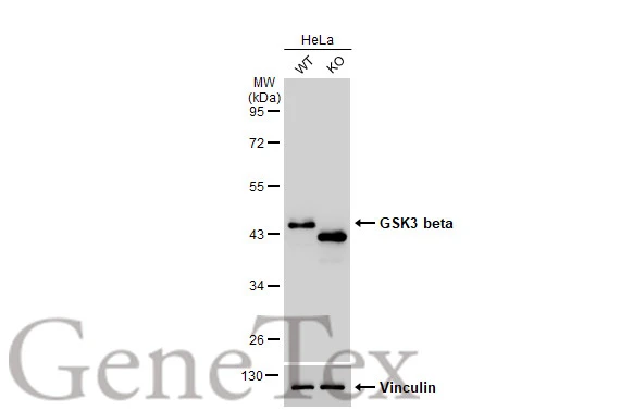 Wild-type (WT) and GSK3 beta knockout (KO) HeLa cell extracts (30 microg) were separated by 10% SDS-PAGE, and the membrane was blotted with GSK3 beta antibody [GT16711] (GTX635816) diluted at 1:1000. The HRP-conjugated anti-mouse IgG antibody (GTX213111-01) was used to detect the primary antibody.