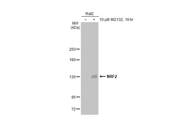 NRF2 antibody [HL1021]