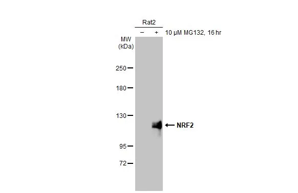 その他 PROTANDIM NRF2 fphys-11-00722-g001.jpg