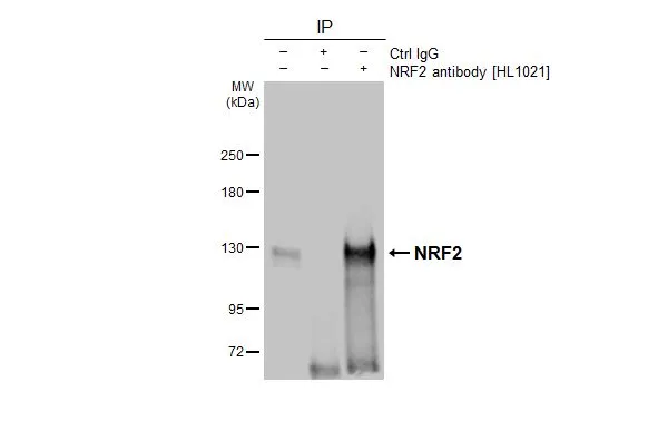 Anti-NRF2 antibody [HL1021] (GTX635826) | GeneTex