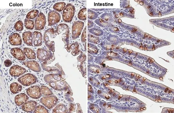 Anterior Gradient 2 antibody [HL1024] detects Anterior Gradient 2 protein by immunohistochemical analysis. Sample: Paraffin-embedded mouse tissue. Anterior Gradient 2 stained by Anterior Gradient 2 antibody [HL1024] (GTX635838) diluted at 1:100. Antigen Retrieval: Citrate buffer, pH 6.0, 15 min