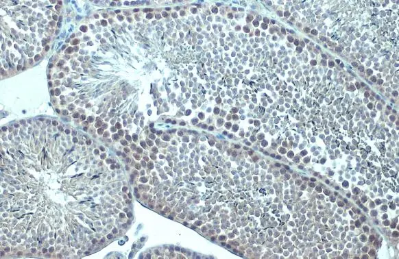 p63 antibody [HL1027] detects p63 protein at nucleus by immunohistochemical analysis. Sample: Paraffin-embedded mouse testis. p63 stained by p63 antibody [HL1027] (GTX635841) diluted at 1:100. Antigen Retrieval: Citrate buffer, pH 6.0, 15 min