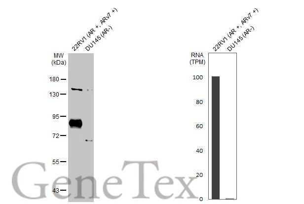 Various whole cell extracts (30 μg) were separated by 7.5% SDS-PAGE, and the membrane was blotted with Androgen Receptor (ARv7 Splice Variant) antiboy [HL1028] (GTX635842) diluted at 1:1000. The HRP-conjugated anti-rabbit IgG antibody (GTX213110-01) was used to detect the primary antibody. Corresponding RNA expression data for the same cell lines are based on Human Protein Atlas program.