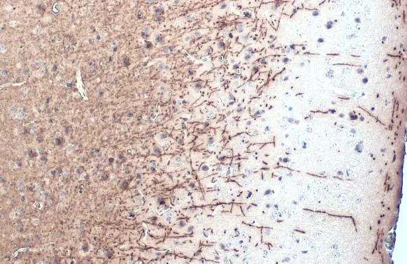 Myelin basic Protein antibody [HL1033] detects Myelin basic Protein protein at cell membrane by immunohistochemical analysis. Sample: Paraffin-embedded mouse brain. Myelin basic Protein stained by Myelin basic Protein antibody [HL1033] (GTX635873) diluted at 1:200. Antigen Retrieval: Citrate buffer, pH 6.0, 15 min
