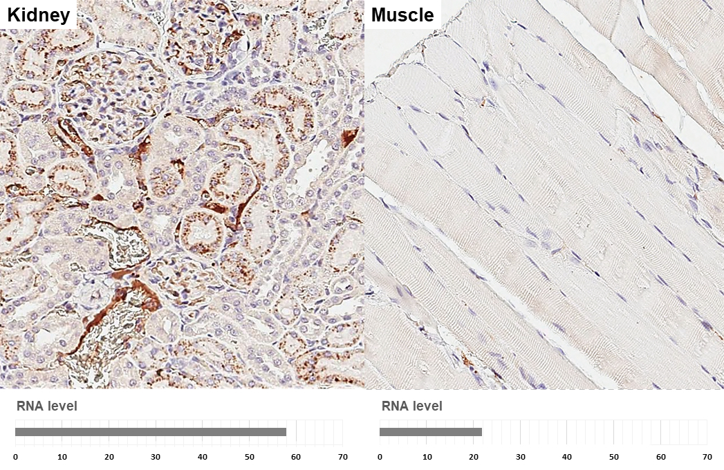 Apolipoprotein E antibody [GT27711] detects Apolipoprotein E protein by immunohistochemical analysis. Sample: Paraffin-embedded rat tissues. Apolipoprotein E stained by Apolipoprotein E antibody [GT27711] (GTX635889) diluted at 1:200. Antigen Retrieval: Citrate buffer, pH 6.0, 15 min