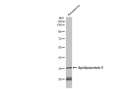 Apolipoprotein E antibody [GT1627]