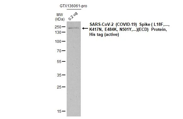 SARS-CoV-2 (COVID-19) Spike ( L18F,..., K417N, E484K, N501Y,...)(ECD) Protein, His tag (active) (GTX136061-pro, 0.2 microg) was separated by 12% SDS-PAGE, and the membrane was blotted with SARS-CoV-2 (COVID-19) Spike S2 antibody [HL1038] (GTX635910) diluted at 1:150000. The HRP-conjugated anti-rabbit IgG antibody (GTX213110-01) was used to detect the primary antibody.