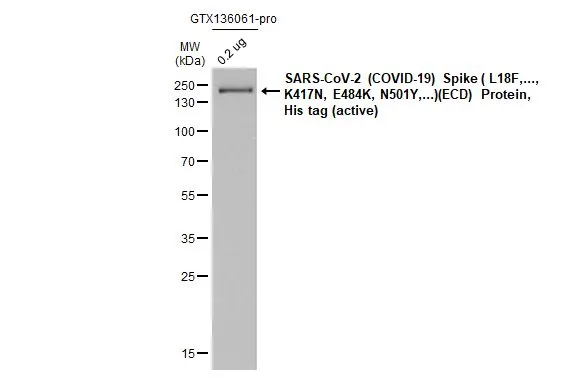SARS-CoV-2 (COVID-19) Spike ( L18F,..., K417N, E484K, N501Y,...)(ECD) Protein, His tag (active) (GTX136061-pro, 0.2 μg) was separated by 12% SDS-PAGE, and the membrane was blotted with SARS-CoV-2 (COVID-19) Spike S2 / S2' antibody [HL1039] (GTX635911) diluted at 1:140000. The HRP-conjugated anti-rabbit IgG antibody (GTX213110-01) was used to detect the primary antibody.