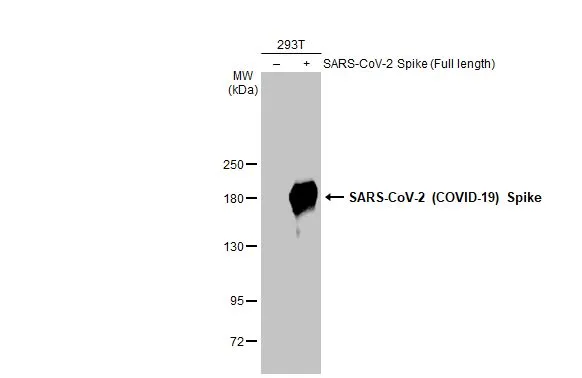 Non-transfected (–) and transfected (+) 293T whole cell extracts (30 μg) were separated by 5% SDS-PAGE, and the membrane was blotted with SARS-CoV-2 (COVID-19) Spike S2 / S2' antibody [HL1039] (GTX635911) diluted at 1:100000. The HRP-conjugated anti-rabbit IgG antibody (GTX213110-01) was used to detect the primary antibody.