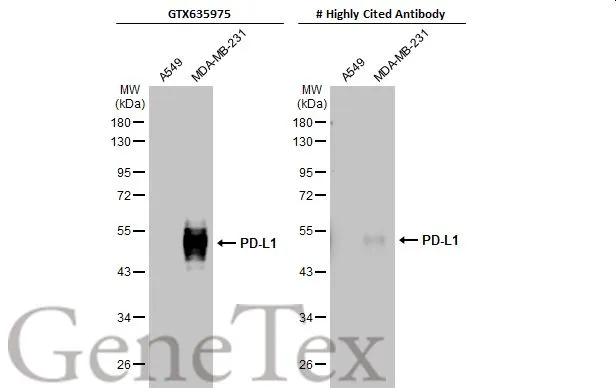 Various whole cell extracts (30 microg) were separated by 10% SDS-PAGE, and the membranes were blotted with PD-L1 antibody [HL1041] (GTX635975) diluted at 1:2000 and competitors antibody diluted at 1:200. The HRP-conjugated anti-rabbit IgG antibody (GTX213110-01) was used to detect the primary antibody. *The competitor is not affiliated with GeneTex and does not endorse this product.