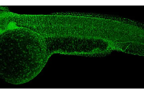 RPB2 antibody [HL1042] detects RPB2 protein on whole mount zebrafish by immunohistochemical analysis. Sample: Paraformaldehyde-fixed 2 days-post-fertilization zebrafish embryo. Green: RPB2 stained by RPB2 antibody [HL1042] (GTX635976) diluted at 1:100. Antigen Retrieval: Tris-HCl buffer, pH 9.0, 20 min at 70oC