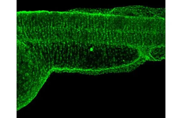 RPB2 antibody [HL1043] detects RPB2 protein on whole mount zebrafish by immunohistochemical analysis. Sample: Paraformaldehyde-fixed 2 days-post-fertilization zebrafish embryo. Green: RPB2 stained by RPB2 antibody [HL1043] (GTX635977) diluted at 1:100. Antigen Retrieval: Tris-HCl buffer, pH 9.0, 20 min at 70oC