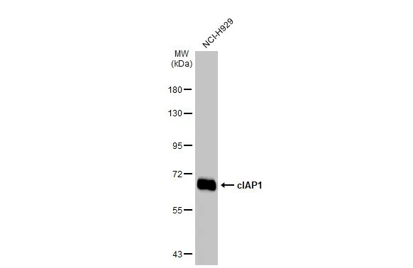 Whole cell extract (30 microg) was separated by 7.5% SDS-PAGE, and the membrane was blotted with cIAP1 antibody [HL1045] (GTX635979) diluted at 1:1000. The HRP-conjugated anti-rabbit IgG antibody (GTX213110-01) was used to detect the primary antibody.