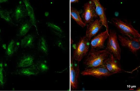 RAB6A antibody [HL1047]