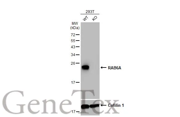 Wild-type (WT) and RAB6A knockout (KO) 293T cell extracts (30 μg) were separated by 12% SDS-PAGE, and the membrane was blotted with RAB6A antibody [HL1047] (GTX635981) diluted at 1:1000. The HRP-conjugated anti-rabbit IgG antibody (GTX213110-01) was used to detect the primary antibody.