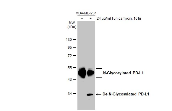 PD-L1 antibody [HL1056]
