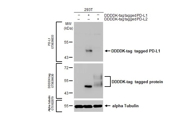 Anti-PD-L1 antibody [HL1056] (GTX636033) | GeneTex