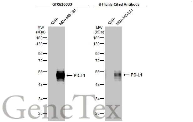 Various whole cell extracts (30 microg) were separated by 10% SDS-PAGE, and the membranes were blotted with PD-L1 antibody [HL1056] (GTX636033) diluted at 1:1000 and competitors antibody diluted at 1:200. The HRP-conjugated anti-rabbit IgG antibody (GTX213110-01) was used to detect the primary antibody. *The competitor is not affiliated with GeneTex and does not endorse this product.