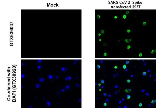 SARS-CoV-2 (COVID-19) Spike S2 antibody [GT745] detects SARS-CoV-2 (COVID-19) Spike S2 protein at cytoplasm by immunohistochemical analysis. Sample: Mock (GTX435670) and SARS-CoV-2 (COVID-19) Spike transfected 293T cell FFPE Cell Pellet Block (GTX435640). Green: SARS-CoV-2 (COVID-19) Spike S2 stained by SARS-CoV-2 (COVID-19) Spike S2 antibody [GT745] (GTX636037) diluted at 1:1000. Blue: Fluoroshield with DAPI (GTX30920). Antigen Retrieval: Citrate buffer, pH 6.0, 15 min