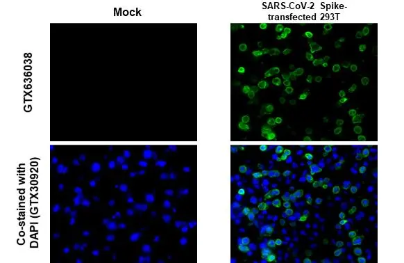 SARS-CoV-2 (COVID-19) Spike S2 antibody [GT8110] detects SARS-CoV-2 (COVID-19) Spike S2 protein at cytoplasm by immunohistochemical analysis. Sample: Mock (GTX435670) and SARS-CoV-2 (COVID-19) Spike transfected 293T cell FFPE Cell Pellet Block (GTX435640). Green: SARS-CoV-2 (COVID-19) Spike S2 stained by SARS-CoV-2 (COVID-19) Spike S2 antibody [GT8110] (GTX636038) diluted at 1:1000. Blue: Fluoroshield with DAPI (GTX30920). Antigen Retrieval: Citrate buffer, pH 6.0, 15 min