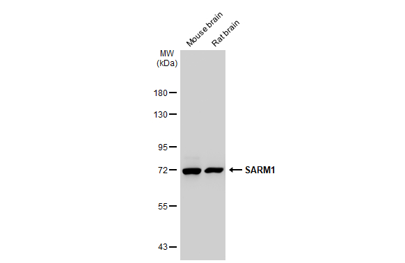 Anti-SARM1 antibody [HL1066] (GTX636097) | GeneTex