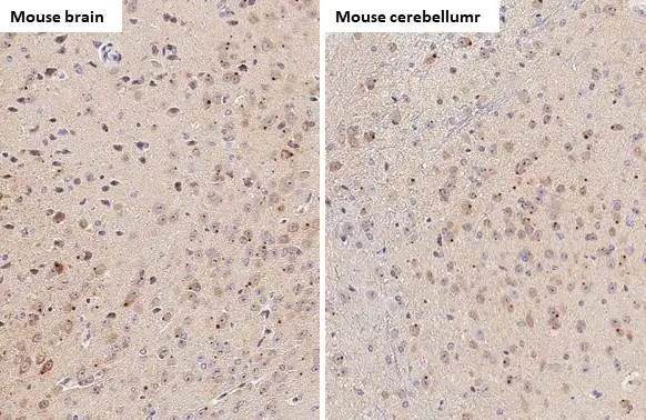 Anti-SARM1 antibody [HL1066] (GTX636097) | GeneTex