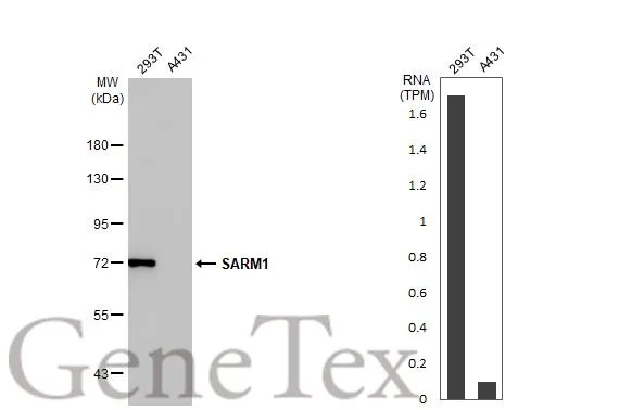 SARM1 antibody [HL1066]