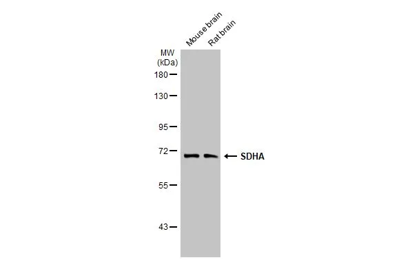Various tissue extracts (50 μg) were separated by 7.5% SDS-PAGE, and the membrane was blotted with SDHA antibody [HL1067] (GTX636098) diluted at 1:1000. The HRP-conjugated anti-rabbit IgG antibody (GTX213110-01) was used to detect the primary antibody.