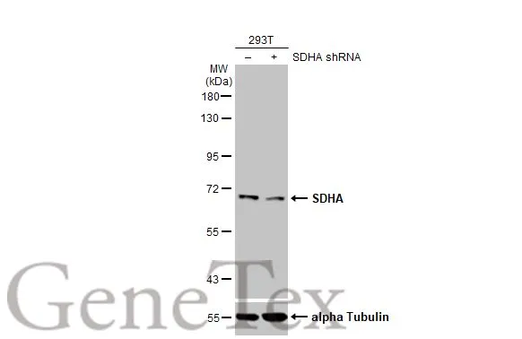 Non-transfected (–) and transfected (+) 293T whole cell extracts (30 μg) were separated by 7.5% SDS-PAGE, and the membrane was blotted with SDHA antibody [HL1067] (GTX636098) diluted at 1:1000. The HRP-conjugated anti-rabbit IgG antibody (GTX213110-01) was used to detect the primary antibody.
