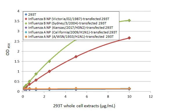 Sandwich ELISA detection of non-transfected and transfected 293T whole cell extracts using Influenza B virus Nucleoprotein antibody [HL1068] (GTX636099) as capture antibody at concentration of 5 microg/mL and HRP-conjugated Influenza B virus Nucleoprotein antibody [HL1069] (GTX636100) as detection antibody at concentration of 1 microg/mL. Please notice that GTX636100 needs to be conjugated to HRP to function as the detection antibody when paired with GTX636099. Please contact us for custom HRP-conjugated antibody.