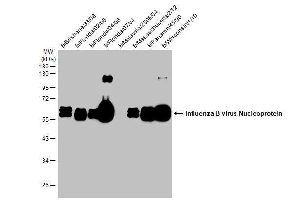 Anti-Influenza B virus Nucleoprotein antibody [HL1068