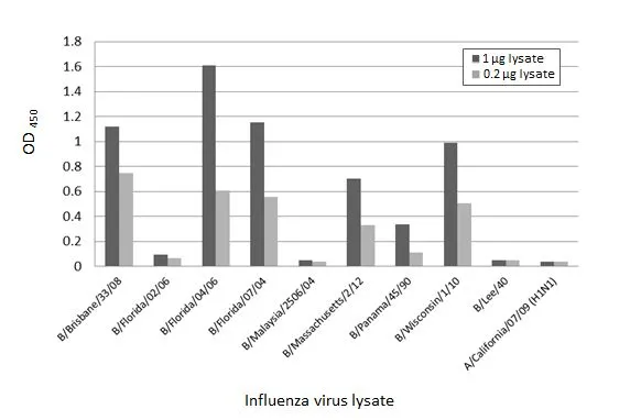 Indirect ELISA analysis performed by coating plate with viral lysate derived from different strains of Influenza A virus (i.e., A/California/07/09 (H1N1)) and Influenza B virus (i.e., B/Brisbane/33/08; B/Florida/02/06; B/Florida/04/06; B/Florida/07/04; B/Malaysia/2506/04; B/Massachusetts/2/12; B/Panama/45/90; B/Wisconsin/1/10; B/Lee/40) (1-0.2 microg). Coated protein was probed with Influenza B virus Nucleoprotein antibody [HL1068] (GTX636099) (1 microg/mL). Rabbit IgG antibody (HRP) (GTX213110-01) (1:10000) was used to detect bound primary antibody.
