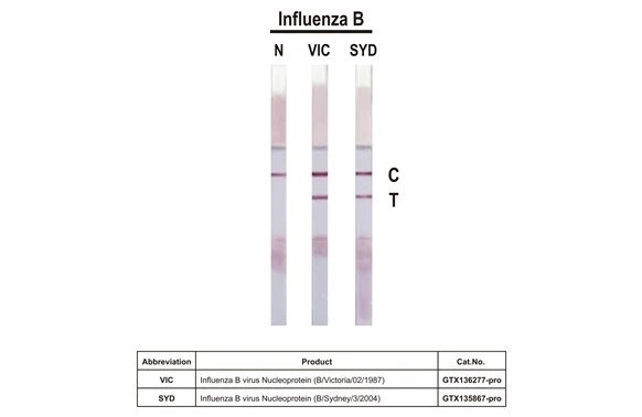 Anti-Influenza B virus Nucleoprotein antibody [HL1068