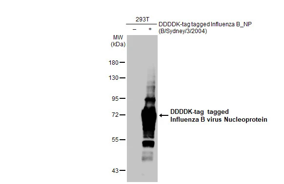 Non-transfected (-) and transfected (+) 293T whole cell extracts (30 microg) were separated by 7.5% SDS-PAGE, and the membrane was blotted with Influenza B virus Nucleoprotein antibody [HL1069] (GTX636100) diluted at 1:20000. The HRP-conjugated anti-rabbit IgG antibody (GTX213110-01) was used to detect the primary antibody.