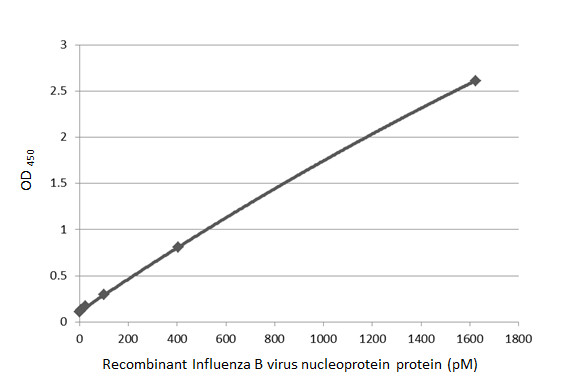 Sandwich ELISA detection of recombinant Influenza B virus Nucleoprotein (B/Sydney/3/2004), DDDDK Tag (GTX135867-pro) using antibodies as below. Capture: Influenza B virus Nucleoprotein antibody [HL1069] (GTX636100) (5 microg/mL) Detection: HRP-conjugated Influenza B virus Nucleoprotein antibody [HL1068] (GTX636099) (1 microg/mL) Please notice that GTX636099 needs to be conjugated to HRP to function as the detection antibody when paired with GTX636100. Please contact us for custom HRP-conjugated antibody.