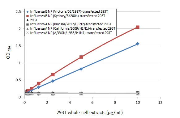 Sandwich ELISA detection of non-transfected and transfected 293T whole cell extracts using antibodies as below. Capture: Influenza B virus Nucleoprotein antibody [HL1069] (GTX636100) (5 microg/mL) Detection: HRP-conjugated Influenza B virus Nucleoprotein antibody [HL1073] (GTX636194) (1 microg/mL) Please notice that GTX636194 needs to be conjugated to HRP to function as the detection antibody when paired with GTX636100. Please contact us for custom HRP-conjugated antibody.