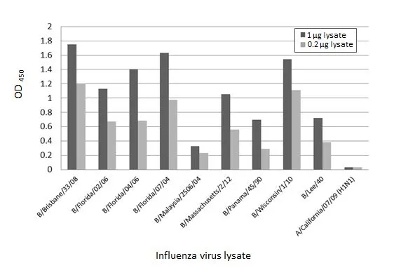 Indirect ELISA analysis performed by coating plate with viral lysate derived from different strains of Influenza A virus (i.e., A/California/07/09 (H1N1)) and Influenza B virus (i.e., B/Brisbane/33/08; B/Florida/02/06; B/Florida/04/06; B/Florida/07/04; B/Malaysia/2506/04; B/Massachusetts/2/12; B/Panama/45/90; B/Wisconsin/1/10; B/Lee/40) (1-0.2 microg). Coated protein was probed with Influenza B virus Nucleoprotein antibody [HL1069] (GTX636100) (1 microg/mL). Rabbit IgG antibody (HRP) (GTX213110-01) (1:10000) was used to detect bound primary antibody.