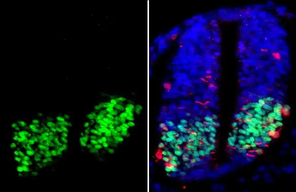 OLIG2 antibody [HL1072] detects OLIG2 protein at nucleus by immunohistochemical analysis. Sample: Paraffin-embedded mouse E10.5 embryo. Green: OLIG2 stained by OLIG2 antibody [HL1072] (GTX636104) diluted at 1:200. Red: beta Tubulin 3/ Tuj1, a nerual marker, stained by beta Tubulin 3/ Tuj1 antibody [GT11710] (GTX631836) diluted at 1:. Blue: Fluoroshield with DAPI (GTX30920). Antigen Retrieval: Citrate buffer, pH 6.0, 15 min