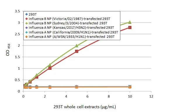 Sandwich ELISA detection of non-transfected and transfected 293T whole cell extracts using Influenza B virus Nucleoprotein antibody [HL1073] (GTX636194) as capture antibody at concentration of 5 microg/mL and HRP-conjugated Influenza B virus Nucleoprotein antibody [HL1069] (GTX636100) as detection antibody at concentration of 1 microg/mL. Please notice that GTX636100 needs to be conjugated to HRP to function as the detection antibody when paired with GTX636194. Please contact us for custom HRP-conjugated antibody.